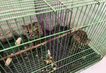 Gakkum Kehutanan Gagalkan Perdagangan Enam Kucing Kuwuk di Medan