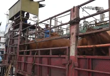Pemprov DKI Impor 7.500 Sapi dari Australia, 3.100 Ekor Sudah Tiba
