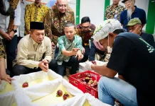 LPDB Siap Kucurkan Rp20 Miliar, Ekspor Manggis Subang Masuk Fase Ekspansi