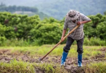 Nilai Tukar Petani Februari 2026 Cetak Rekor Baru