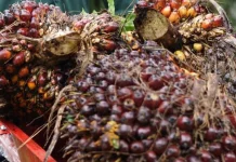Kementan Pastikan Produksi CPO Aman jelang Lebaran 2026