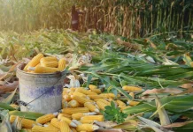 Hadapi Ketidakpastian Global, Swasembada Jagung Harus Segera Dicapai