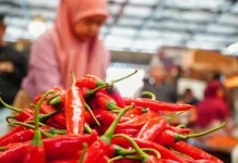 Harga Cabai Rawit Turun, Warga Gorontalo Utara Merasa Terbantu