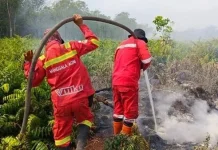 Karhutla di Bengkalis dan Pelalawan Riau Berhasil Dikendalikan