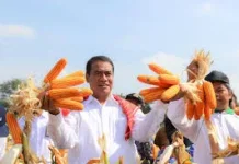Harga Pakan Ternak Turun Biaya Produksi Peternak Lebih Efisien