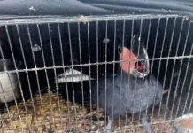 Kemenhut Dalami Jaringan Perdagangan Satwa Dilindungi Lintas Negara