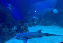 Ngabuburit di Jakarta Aquarium Safari, Aktivitas Seru hingga Iftar!