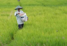Kementan Targetkan Efisiensi Subsidi Pupuk 20 Persen