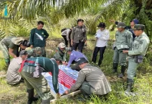 Kementerian Kehutanan Target Pulihkan 80 Ribu Hektare Habitat Gajah di Bengkulu