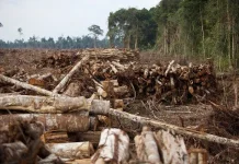 Gakkum Kemenhut Tangkap Koordinator Jaringan Pembalakan Liar Baluran