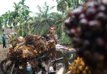 Kementan Perkuat ISPO Industri Sawit