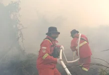 Manggala Agni Padamkan Karhutla Habitat Harimau Sumatra di Riau