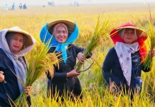 Pemerintah Proyeksikan Stok Beras Nasional Capai 47,1 Juta Ton 2026