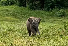 Serunya Wisata Bertemu Gajah Nisa fi di Taman Nasional Way Kambas