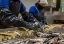 Kemendag Pacu Ekspor Seafood Nasional Tembus Pasar Amerika Serikat