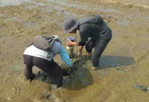 Hemat Air hingga 20 Persen, Kementan Dorong Pengelolaan Air Sawah