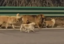 Kisah Haru Tujuh Ekor Anjing Kabur dari Penculik