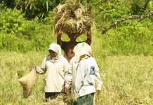 Kementan: Surplus Pangan Berpotensi Tingkatkan Daya Tawar Global