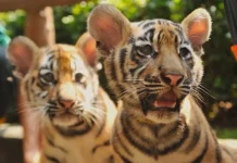 Mengenal Panleukopenia, Virus yang Merenggut Harimau Kembar Huru Hara
