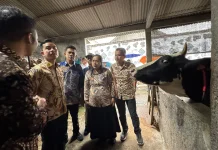 Tinjau Peternakan Sapi di Boyolali, Wapres Tekankan Pengendalian Penyakit