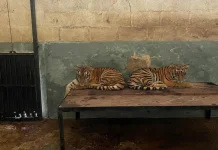 Penjelasan Kematian Anak Harimau Benggala di Eks Kebun Binatang Bandung