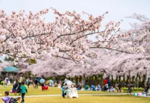 Tradisi Hanami, Menikmati Indahnya Bunga Sakura di Musim Semi Jepang