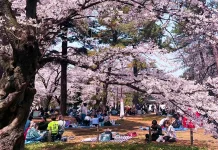 Sejarah Hanami, Tradisi Musim Semi Jepang yang Bertahan Lebih dari 1.000 Tahun