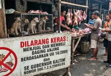 DPR Godok Regulasi Larangan Konsumsi Daging Anjing dan Kucing