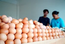 Bapanas Sebut Harga Telur Stabil, Produksi Lokal Surplus