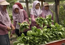 Berkat MBG, Kelompok Tani Wanita di Karanganyar Lebih Mudah Salurkan Panen Sayuran