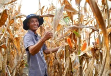 Pemerintah Perkuat Stok Pangan Hadapi El Nino