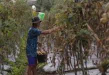 Petani Sayuran di Lereng Merapi Penghasilan Melonjak Berkat Program MBG
