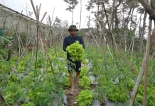 Dari Kebun ke Dapur, Petani Sayur Boyolali Temukan Harapan Baru lewat MBG