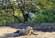 Indonesia-Jepang Perkuat Konservasi Komodo Libatkan Kebun Binatang Surabaya