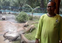 Terlibat Konservasi Komodo, Menyelami Sejarah KBS dari Koleksi Wartawan