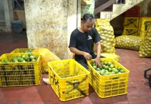 Omzet Penjual Jeruk di Solo Meningkat Berkat Program MBG