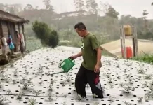 Berkat Program MBG, Petani di Boyolali ini Bisa Salurkan hingga 40 kg Selada