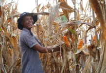 Inpres Jagung Terbit, Pemerintah Lindungi Petani