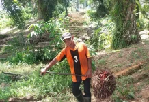 Wanti-Wanti Petani Rugi, DPR Dorong Pemerintah Stabilkan Harga Sawit