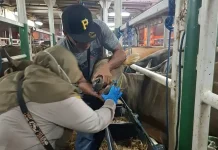 Ratusan Sapi Asal NTB Lolos Karantina, Siap Penuhi Kebutuhan Iduladha