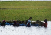 Ratusan Hektare Sawah Demak Terdampak Banjir, DPR Khawatirkan Rantai Pasok Pangan