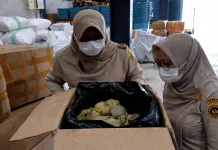 Tembus Pasar Tiongkok, Karantina DKI Jakarta Kawal Ekspor Kulit Ikan Buntal