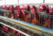 Bapanas Siapkan Intervensi Jaga Harga Ayam Usai Lebaran Idulfitri 2026