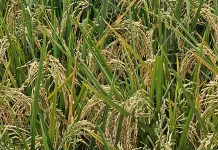 ADB Waspadai Kenaikan Harga Minyak Berdampak pada Inflasi Pangan
