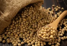 Pemerintah dan Importir Jaga Harga Kedelai Tetap Stabil