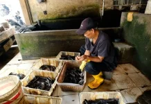 Program MBG Hidupkan Usaha Ikan Warga Colomadu