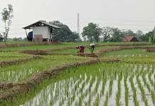 Dampak Kemarau Panjang 2026, Komisi IV Ingatkan Pengelolaan Stok Pangan Nasional