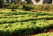 Petani Tembakau Usulkan Lima Langkah Perkuat Ekosistem Industri