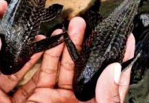 Selain Sapu-Sapu, Pahami Berbagai Spesies Ikan Berbahaya di Indonesia