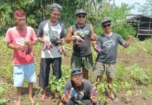 Petani 'Punk' di Gunungkidul, Jadi Pemasok bagi Dapur MBG